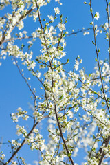 Sunny day and Plum tree with white Spring Blossoms over blurred nature background