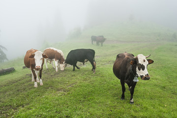 Group of cows in the summer mountain forest with mist