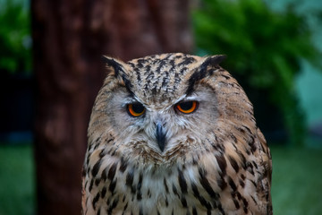 Owls Portrait