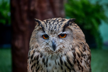 Owls Portrait