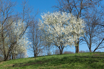 Obraz premium Sunny day and Plum tree with white Spring Blossoms over blurred nature background