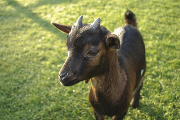 Goat grazing in a meadow.