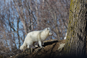 renard arctique