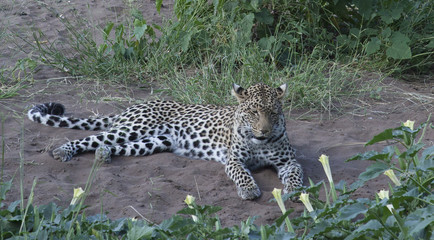 Leopards