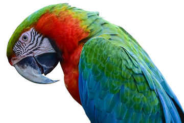 Colorful parrots head with isolated on white background