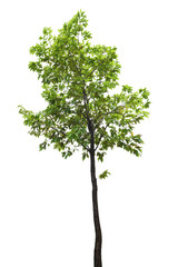 Green tree branch isolated