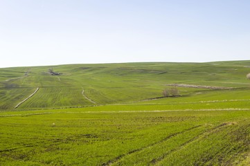 Fototapeta premium Wheat cultivated farmland, wheat germinating with the coming of spring 