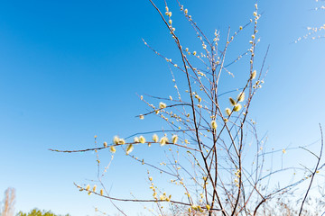 Sprig of blossoming willow against the blue sky in the spring for Easter.