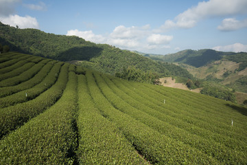 Fototapeta na wymiar THAILAND CHIANG RAI MAE SALONG TEA PLANTATION