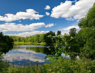 Fototapeta na wymiar Forest lake under blue sky.