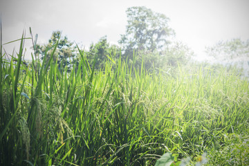 Agriculture/ Old hand tenderly touching a young rice in the paddy field