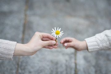 白い花を手渡す親子の手
