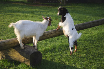 Naklejka na ściany i meble Goat jumped up on a wooden log.