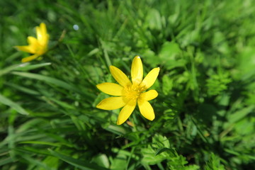 Obraz premium Aufblühen im Frühling einer gelben Blume