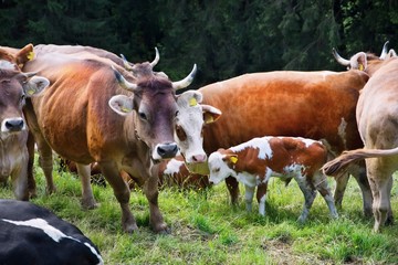 Cows on pasture