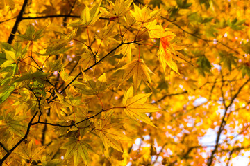 Autumn maple tree with fall leaves