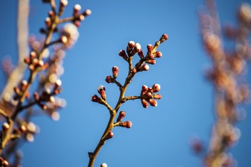 bud,tree buds,with the arrival of spring, fruit buds,fruit tree blossoms,
