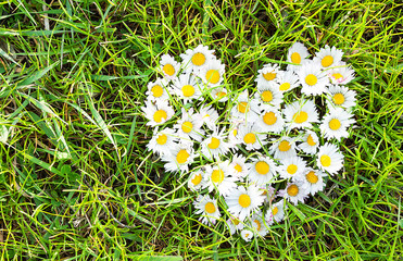 Daisies heart on green grass