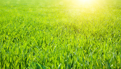 Nature background with green grass