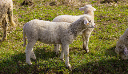 Schafe und Lämmer
