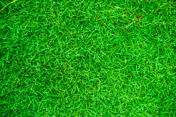 Nature green grass texture above view