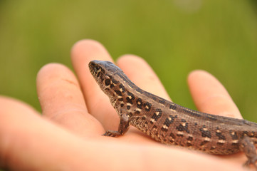 sand lizard (Lacerta agilis)
