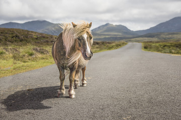 Shetland pony south Uist outer Hebrides Scotland