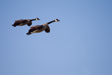 Flying Canada Geese in Blue Sky