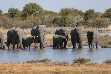 Fototapeta na wymiar Family of Elephants drinking water in a waterhole. Etosha National Park - Namibia