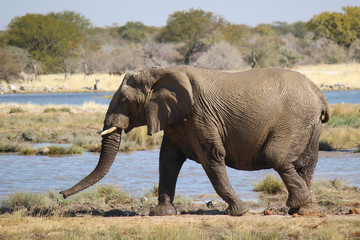 Fototapeta na wymiar Elephant covered with mud. Etosha National Park Namibia