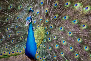 Fototapeta na wymiar Image of a peacock showing its beautiful feathers. wild animals.