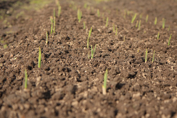 Young green sprout of garlic in the grounde on the field