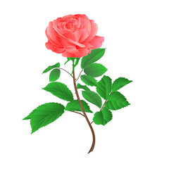 Rose flower pink twig with leaves on a white background vintage vector illustration