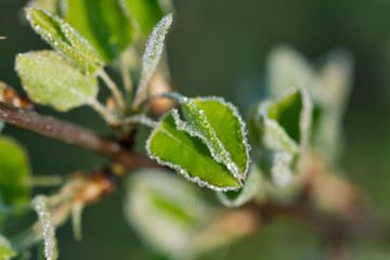 Twig with dewdrops spring morning