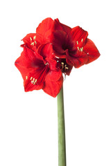 Red Amaryllis isolated on white background