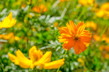 Cosmos flower on green background