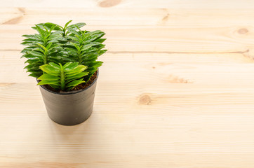 Fresh little tree on the wooden background in House