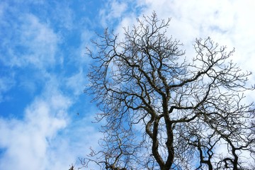 Spring sky and trees in the center of the city