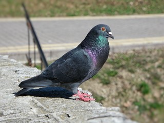 flocks feeding pigeons in a park on a sunny day