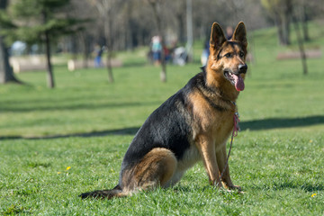 German Shepherd sitting on the green grass