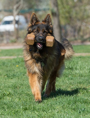 German Shepherd Running Through the Grass