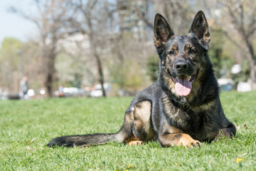 German Shepherd sitting on the green grass