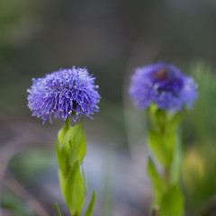 Blue wild flowers symbol spring begins