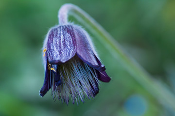 Blue wild flowers symbol spring begins