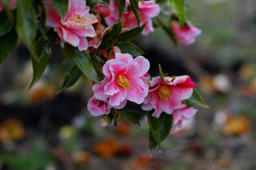 雨上がりのピンクの椿の花
