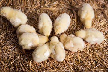 Fototapeta na wymiar Yellow chickens on a haystack,Little Yellow Chickens,Little sleepy newborn yellow chickens in nest,newborn chickens in hay nest