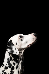 Beautiful Dalmatian on black - obrazy, fototapety, plakaty