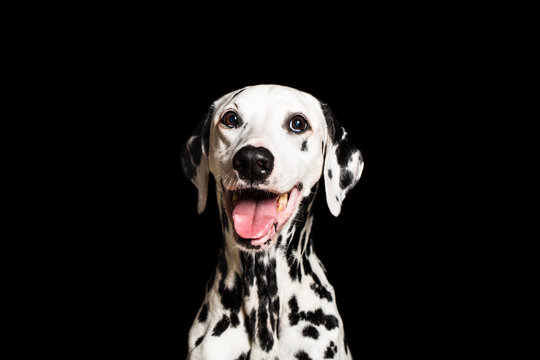 Dalmatian breathing with mouth