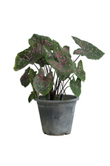 Tree plant in the pot 