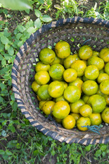 THAILAND CHIANG RAI AGRICULTURE MANDARIN PLANTATION